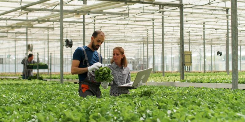 farmer-man-showing-cultivated-fresh-salads-agronomist-businesswoman-discussing-agronomy-production-during-farming-season-rancher-harvesting-organic-green-vegetables-hydroponic-greenhouse-min